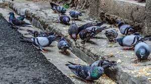 La zoonose est une maladie microbienne, parasitaire ou virale atteignant pour qu'une maladie se transmette d'un animal à l'homme, il faut certaines conditions. Haute Marne A Langres Des Rapaces Survolent La Ville Pour Faire Fuir Les Pigeons
