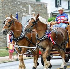 The belgian draft horse is one of the most influential heavy horse breeds in the world. File Matched Set Of Belgian Draft Horses Jpg Wikimedia Commons