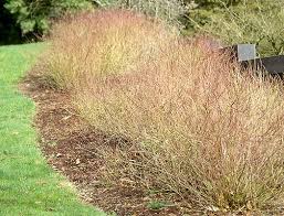 Cornus sericea 'kelseyi', cornus stolonifera 'kelsey' please use availability information as a guide only. Cornus Sericea Kelseyi Landscape Plants Oregon State University