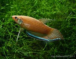 Betta Enisae Betta Betta Fish Betta Aquarium