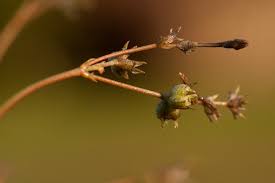 Image result for Kohautia caespitosa