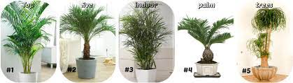Maybe you would like to learn more about one of these? Best Indoor Palm Trees For Sale Indoor Palm Tree Full Size Png Download Seekpng