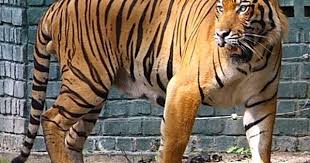 Malayan Tiger Panthera Tigris Jacksoni Photo From Malaysia S Wildlife And Nature This Is A Tiger Subspecies That Inhabits The Malayan Tiger Tiger Animals