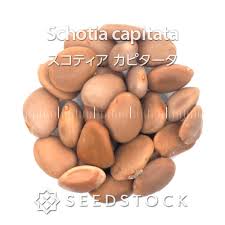 Image result for Schotia capitata