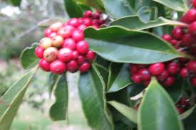 Image result for Ilex mitis