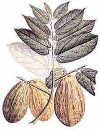 Resultado de imagen para Plantaciones de tabaco en la colonia