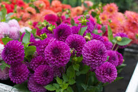 Image result for Dahlia sp. (cultivar)