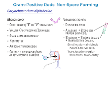 Image result for Corynebacterium