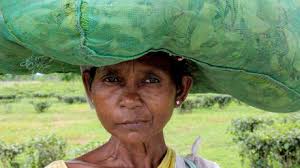 From colonials to corporates: maternal mortality in Assam's tea gardens