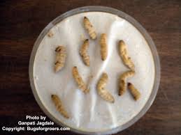 Image result for nematode