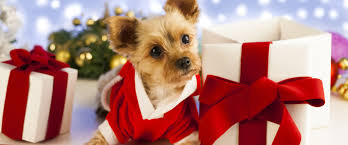 Affordable and search from millions of royalty free images, photos and vectors. Maybe Re Think Puppies As Christmas Presents Floofins Co