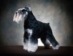 Black And Silver Mini Schnauzer Majestic Tj Schnauzer Miniature Schnauzer Schnauzer Breed
