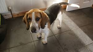 Puppy foundations is our 5 week class for dogs under 6 months. 6 Month Beagle Puppy Temperament Training And Diet