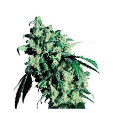 There are iconic cannabis seed banks on the market, and then there's sensi seeds. Super Skunk Feminisiert Sensi Seeds Bank Canna Shops