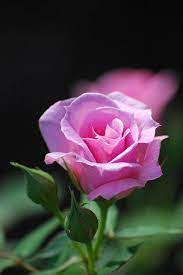 rose beautiful flowers rose flower pink flowers
