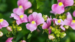 Image result for Nemesia fruticans