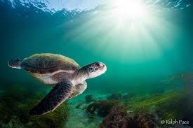 Timeline Photos Ralph Pace Photography Turtle Sea Turtle Underwater Photography