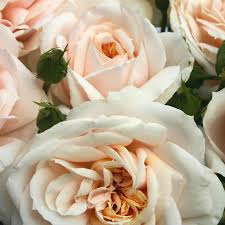 Лионс роза lions rose кордеса. Buy Lion S Fairy Tale Online Chamblee S Rose Nursery