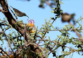 Image result for Plicosepalus sagittifolius