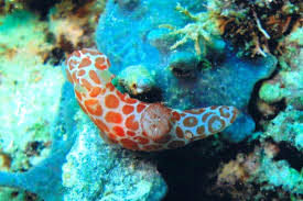 Image result for Rorippa nudiuscula