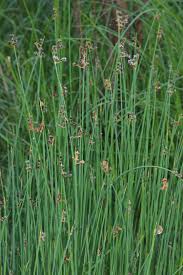 Image result for Schoenoplectus muriculatus
