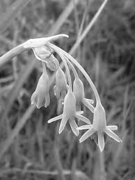 Image result for Tulbaghia alliacea