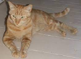 Are Orange Female Cats Really That Rare Paws And Effect