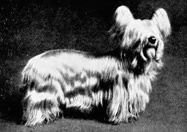 This story appears in the october 2019 issue of national geographic magazine. The Dogs We Lost 10 Extinct British Dog Breeds Country Life
