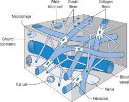 Connective Tissue Diagram Reading Industrial Wiring Diagrams