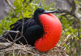 The reason why the galapagos islands animals are so friendly is the fact that there has never been a predator on the islands threatening them, so they know they are not in danger and don't need to stay. Galapagos Islands Wildlife See Photos Of Unusual Animals