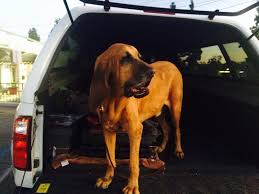 Jul 18, 2021 · the lg electronics 8,000 btu portable air conditioner with remote features a dehumidifier that removes moisture from the air. Cooling Down A Camper Shell For Dog River Daves Place