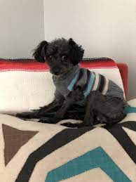 Adopt Two Teef Keef On Petfinder Pet Adoption Poodle Dog Pets