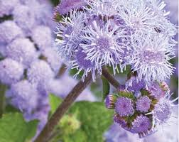 Image result for Ageratum houstonianum
