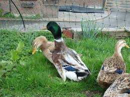 The silver appleyard is a british breed of domestic duck. Large Silver Appleyard Ducks We Are A Small Hobby Chicken Breeder Based In The Quiet Village Of Tatsfield On The Surrey Kent Border Just 10 Minutes From Junction 5 And 6
