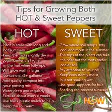 Start seeds six to eight weeks before transplants are needed in the learn how to plant, grow, care for, and harvest dill plants when backyard vegetable gardening. Tips For Germinating Hot Sweet Pepper Seeds Seedsnow Com