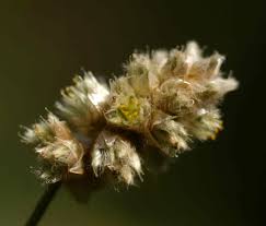 Image result for Cyathula cylindrica