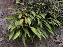 Image result for Pyrrosia