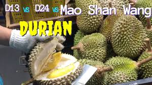 Including the famous musang king, claimed to be the best duri hitam vs musang king,durian ochee in malaysia ss to, there are many dorian shops D13 Vs D24 Vs Mao Shan Wang Durian Musang King æ¦´èŽ² Sáº§u Rieng Youtube