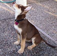 Doberman Husky Mix Google Search Siberian Husky Mix Mixed Breed Puppies Dog Breeds
