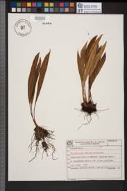 Image result for Elaphoglossum aubertii