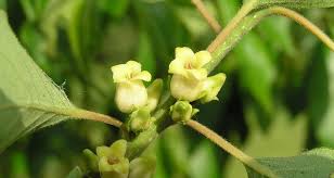 Image result for Diospyros consolatae-rotundifolia intermediates