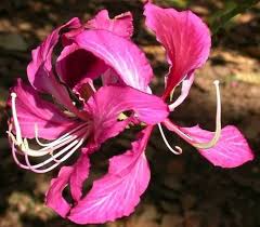 Image result for Bauhinia purpurea