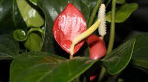 Anthurium Timelapse Youtube