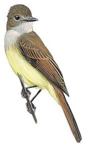 Image result for Microcharis