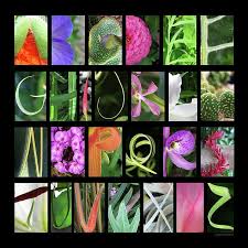 On the letter pages, you can view all 18 letter styles for each alphabet which. Nature Alphabet 3 By Laila Kujala Alphabet Photography Letter Photography Letter Art Photography