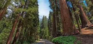 We offer a quite campsite in the beautiful redwoods, right next to avenue of the giants near scotia and rio dell. Avenue Of The Giants The Redwoods Road Trip You Need To Take