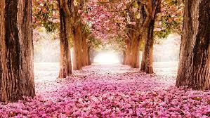 Di jaman now, tentu minimal kalau kamu mau cari background yang asli keren, carilah yang 3d. Gambar Bunga Sakura Rontok Di Akhir Musim Semi Wallpaper Musim Semi Bunga Sakura Mural Dinding
