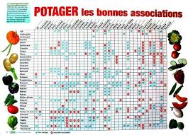 Potager Les Bonnes Associations Nopanic Association De Legumes Potager Association Potager