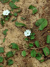 Image result for Evolvulus nummularius