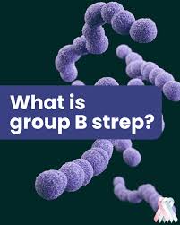 Image result for Group B Streptococcus